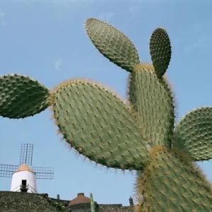 Jardin de Cactus near Guatiza, Lanzarote, Canary Islands, Spain, Europe