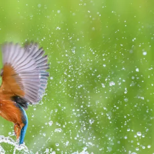 Kingfisher (Alcedo atthis), United Kingdom, Europe