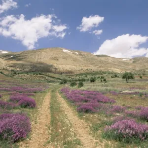 Lavender and spring flowers on the road from the Bekaa