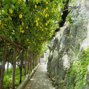Lemon Grove Print, Amalfi Coast Landscape Lemon Grove Print, Amalfi Coast Landscape