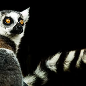 Lemur (Lemuroidea), United Kingdom, Europe