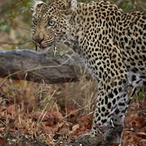 Leopard (Panthera pardus) with Cape porcupine quills stuck in it, Kruger National Park