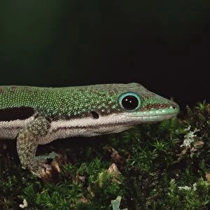 Lined day gecko (Phelsuma lineata)