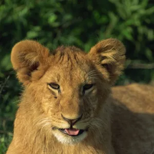 Lion cub (Panthera leo)