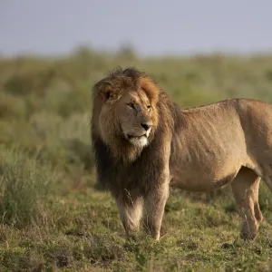 Lion (Panthera leo), Serengeti National Park, Tanzania, East Africa, Africa