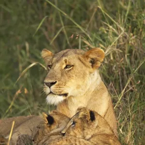 Lioness with two cubs (Panthera leo)