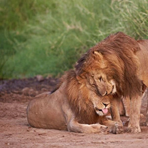 Two lions (Panthera leo), Serengeti National Park, Tanzania, East Africa, Africa