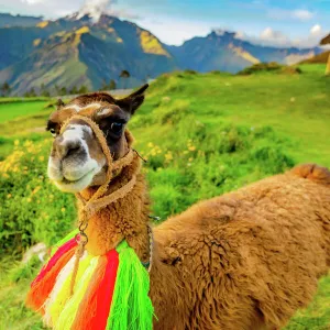 Llama, Moray, Peru, South America