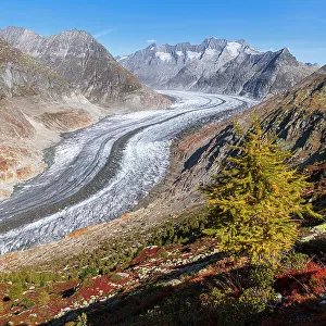 Lone larch tree in autumn colors, Aletsch Glacier, Riederalp, UNESCO World Heritage Site, Valais canton, Switzerland, Europe