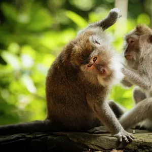 Long Tailed Macaques, Monkey Forest Sanctuary, Ubud, Bali, Indonesia, Southeast Asia