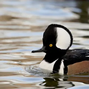 Male hooded merganser (Lophodytes cucullatus) in breeding plumage, Rio Grande Zoo