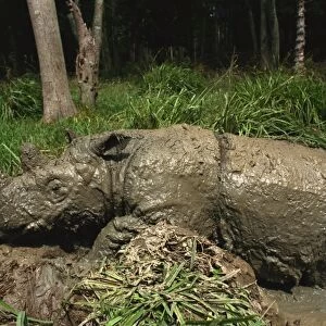 Male Torgamba, hairy rhino (Sumatran rhino), near extinct as only 500 left