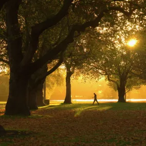 Man walking under trees