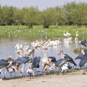 Marabu storks in the Abiata-Shala National Park, Ethiopia, Africa