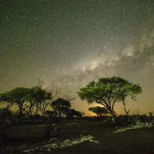 The milky way over acacia trees at night in the Okavango Delta, Botswana, Africa