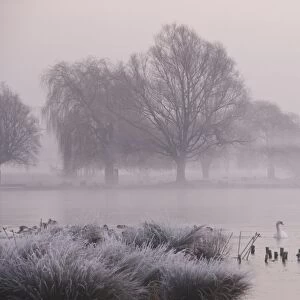 Misty dawn over Heron Pond, Bushy Park, London, England, United Kingdom, Europe