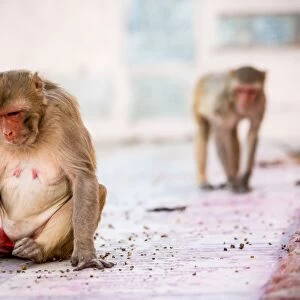 Monkey spectators during the Flower Holi Festival, Vrindavan, Uttar Pradesh, India, Asia