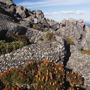 Mountain flowers, Black Bluff, Tasmania, Australia, Pacific