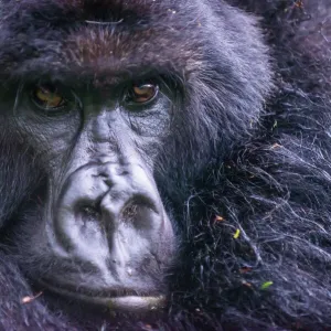 Mountain gorilla (Gorilla beringei beringei), Virunga National Park, Rwanda, Africa