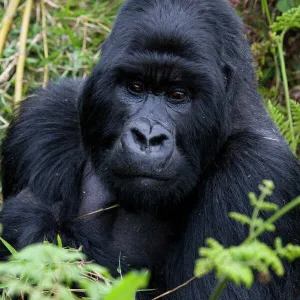 Africa Fine Art Print Collection: Rwanda