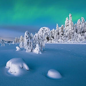 Northern Lights (Aurora Borealis) over frozen spruce trees covered with snow at dusk, Lapland, Finland, Europe