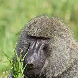 Olive baboon (Papio cynocephalus anubis) eating grass, Serengeti National Park
