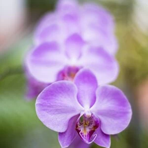 Orchids in the Orchid House, Kandy Royal Botanical Gardens, Peradeniya, Kandy, Sri Lanka, Asia