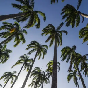 Palm grove in the heart of Cayenne, French Guiana, Department of France, South America