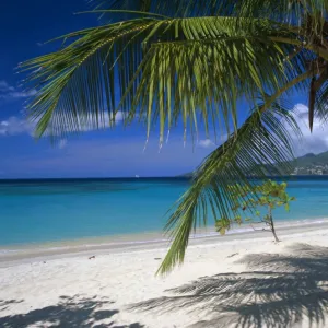 Palm tee and beach