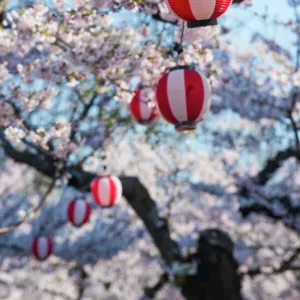 Paper lanterns hanging in the blooming cherry trees, Fort Goryokaku, Hakodate, Hokkaido