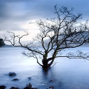 Partially submerged tree in Loch Maree on a stormy day, near Poolewe, Achnasheen