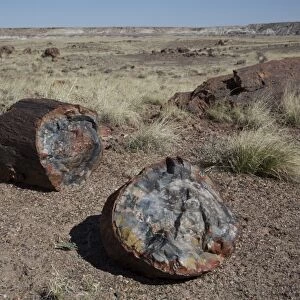 Petrified logs from the late Triassic period, 225 million years ago, Long Logs Trail, Petrified Forest National Park, Arizona, United States of America, North America