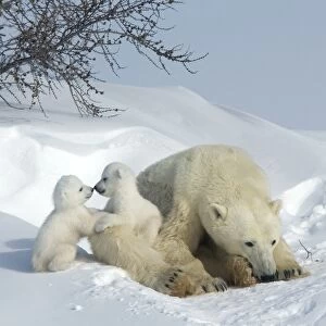 Polar bear (Ursus maritimus) mother with twin cubs, Wapusk National Park