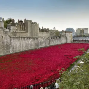 Ceramic Poppies at the Tower of London Print