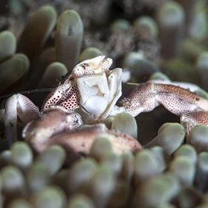 Porcelain crab (Neopetrolisthes maculata), Sulawesi, Indonesia, Southeast Asia, Asia