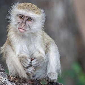 Portrait of young vervet monkey (Chlorocebus pygerythrus), on a branch