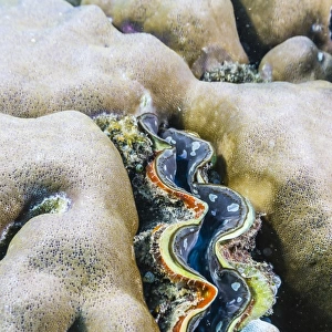 A profusion of hard and soft coral with a giant clam underwater on Tengah Besar Island, Komodo Island National Park, Indonesia, Southeast Asia, Asia