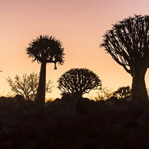 Quiver tree forest (Aloe dichotoma) at sunset, Gariganus farm, Keetmanshoop, Namibia