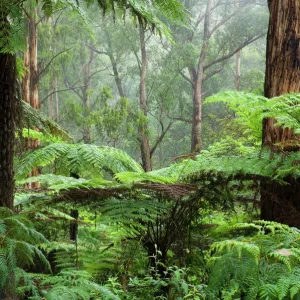 Rainforest, Bunyip State Park, Victoria, Australia, Pacific