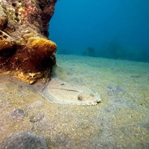 A rare maculated flounder (Bothus maculiferus), Dominica, West Indies, Caribbean, Central America