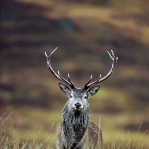 Red deer stag (Cervus elaphus) in autumn