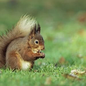 Red squirrel (Sciurus vulgaris), Lowther, near Penrith, Cumbria, England