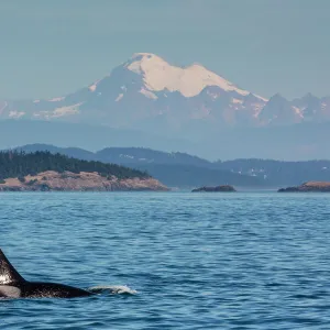 Resident killer whale bull, Orcinus orca, Cattle Pass, San Juan Island, Washington, United States of America, North America