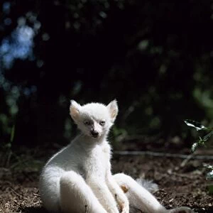 Ring-tailed Lemur (Lemur catta), all white baby male (Sapphire) albino lemur resting on forest floor, Berenty, Southern