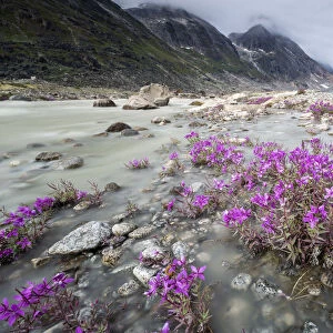 River beauties (dwarf fireweed) line the edge of a melt-water river from Igdlorssuit