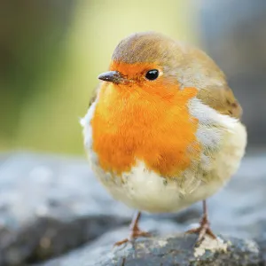 Robin, garden bird, Scotland, United Kingdom, Europe