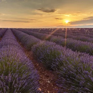 Rural house with tree in a lavender crop at dawn, Plateau de Valensole, Alpes-de-Haute-Provence