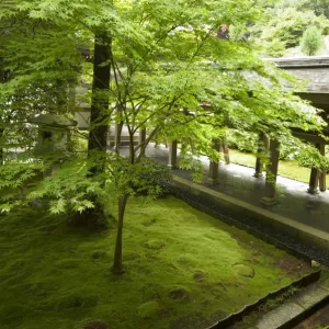 Ryoanji temple moss garden