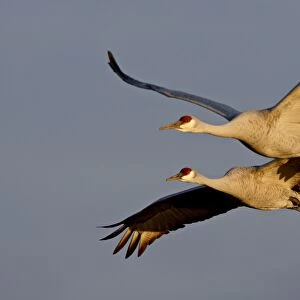 Two Sandhill Cranes (Grus canadensis) in flight in late afternoon light
