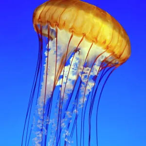 Sea nettle jellyfish (chrysaora fuscescens), Monterey Aquarium, California